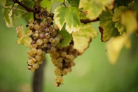 Photo de grappes de raisin(c)DamienCarles/Terra